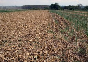 Vertical Tillage Tool residue